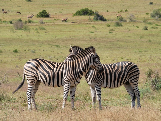 afrique du sud zebres