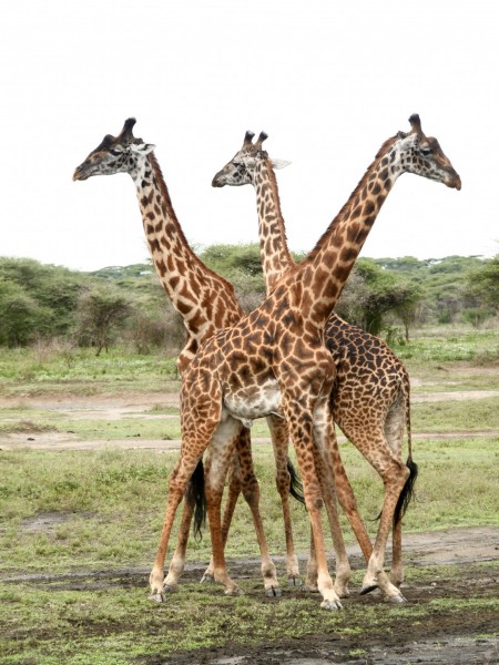 safari en Tanzanie avec des enfants